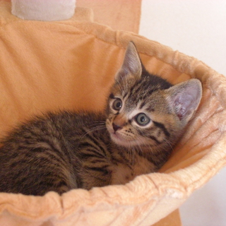 里親様が見つかりました