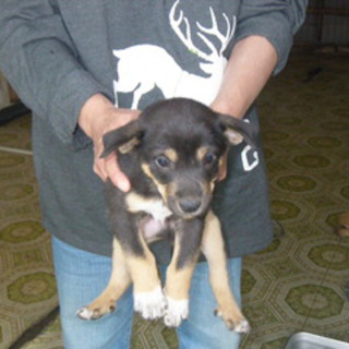 ぼくの家族探しています☆よろしくお願いします☆