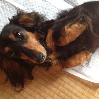 "相談中"カニヘンとミニチュアのコです