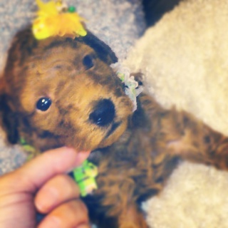 8/31産まれ☆トイプードルの男の子！