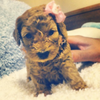 8/31産まれ☆お顔の可愛いトイプードルの女の子♪