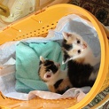 三毛猫の仔猫ちゃん【里親決定しました。】
