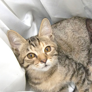 キジトラ、かわいがってくれる方探してます。