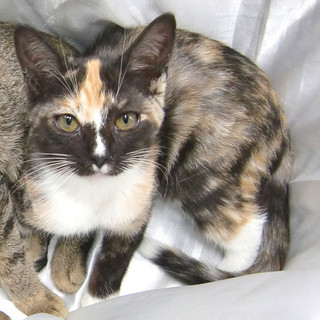 三毛猫、サビトラ