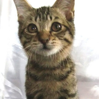 キジトラ、ベンガル風