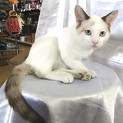 白猫。シャムネコ風