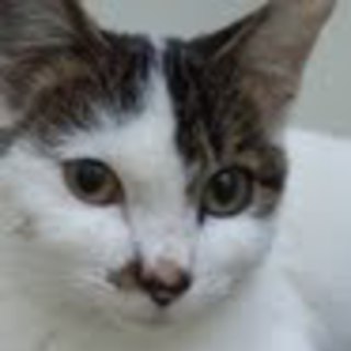 三つ足でも元気