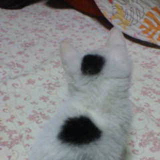 背中の模様がとってもキュートな男の子です＾＾