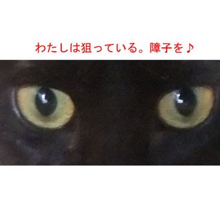 ◆◆とても懐こい黒猫ちゃん◆◆