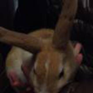 ミニウサギの里親募集！