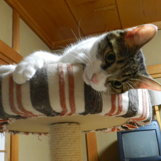 スリスリの白キジ君