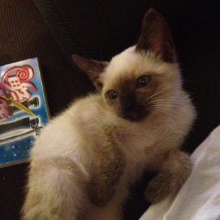 寂しい思いをさせてしまうので募集します。