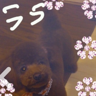 2㌔のトイプの女の子♪