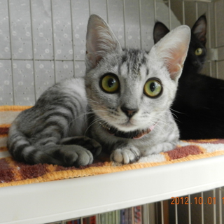 グレーキジちゃん