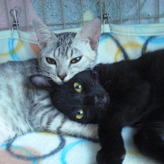 愛嬌のある黒ちゃん