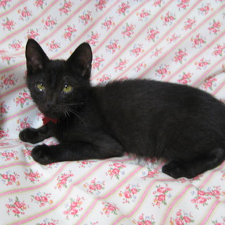 3ヶ月とっても人懐っこい黒猫男の子