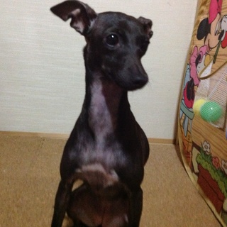 可愛がって下さる方