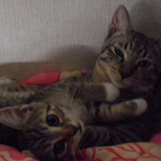 飼い主以外の人が来ると隠れてしまう超家弁慶猫です。