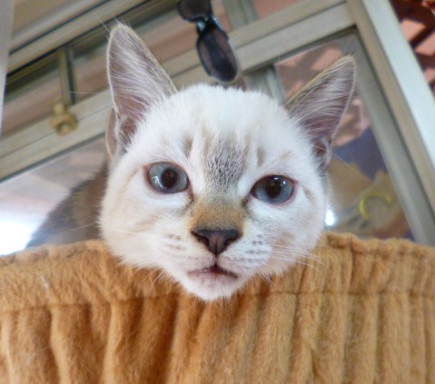 小にゃん子chanの里親sama募集！！ サムネイル2