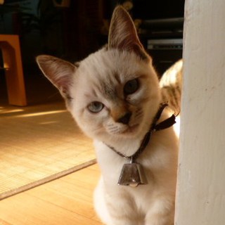 小にゃん子chanの里親sama募集！！