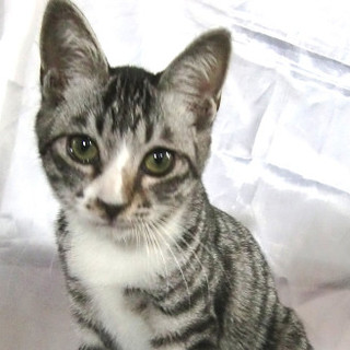 サバトラ、アメリカンショトヘアー風