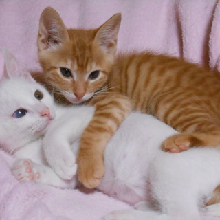 里親募集中！　雄２匹