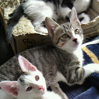 無責任な飼い主に遺棄された子達