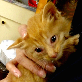 茶トラの甘えんぼさんです！