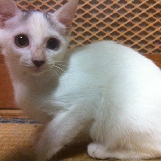 オッドアイ女の子♀