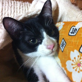 黒白ちゃん女の子♀