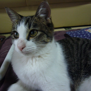 温かい家庭に迎えていただくことができました