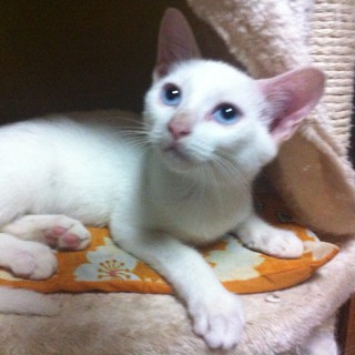 白毛ブルーアイ男の子♂２匹