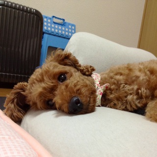 家族として迎え入れて下さる方。