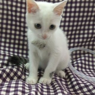 ♪♪小さい白ネコちゃんです♪♪