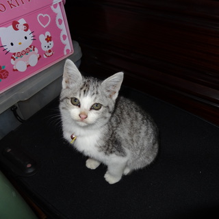 くいしんぼです