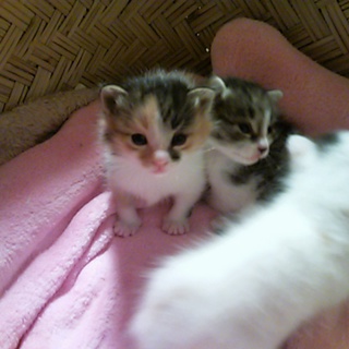 里親さんが決まりました！ ありがとうございました。