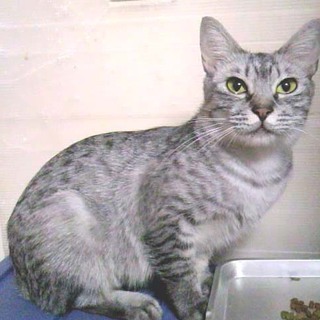 おとなしいアメショーＭＩＸ１～２歳