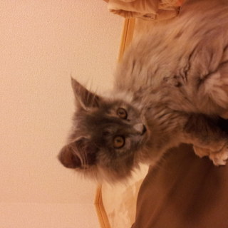 ありがとうございました。