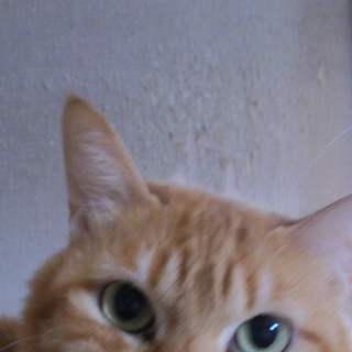 大切に育ててくれる方お願いします！！