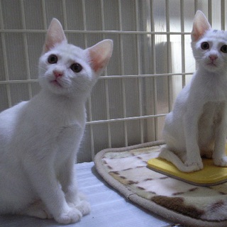 現在トライアル中・白猫姉妹の里親さん募集中！