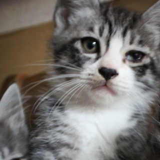 1ヵ月半の元気なオス猫です