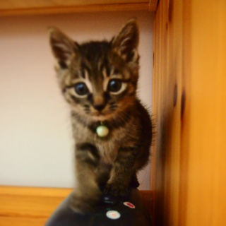 きちんとお世話してくれる里親さん募集!