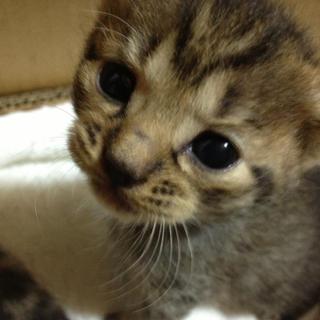 キジちゃん四匹