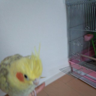 オカメインコ里親募集