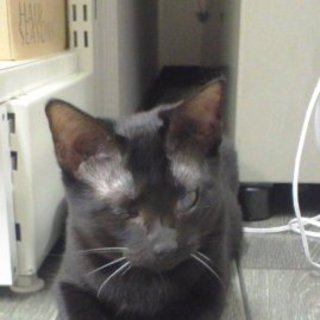 「まめ」６ヶ月メス