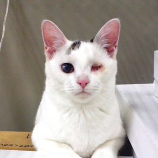 「まき」（仮名）６ヶ月メス