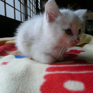 子猫の里親募集