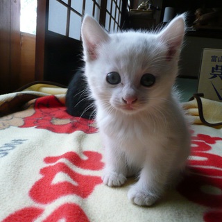 子猫の里親募集