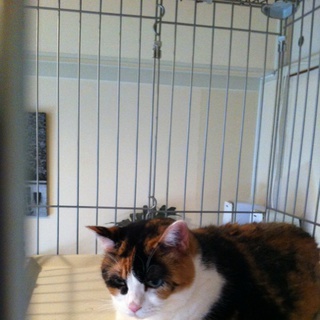 里親募集です。