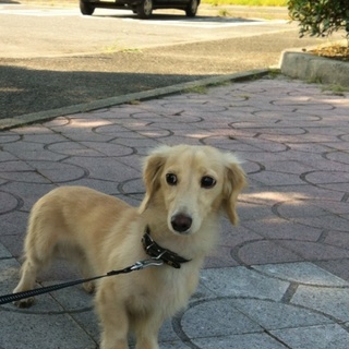 大至急ミニチュアダックス